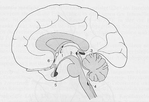 Vér-agy gát mentes agyterületek Feladatuk: Hormontermelés Szenzoros funkció A cerebrospinális folyadék termelése Circumventrikuláris szervek: Tobozmirigy (glandula