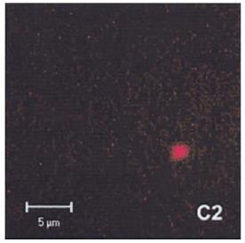GFP Hess et al.