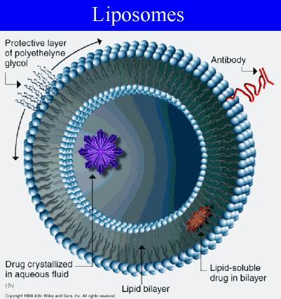 Liposzómák alkalmazása 40 éve ismert (Bangham) Kicsi, mesterséges foszfolipid