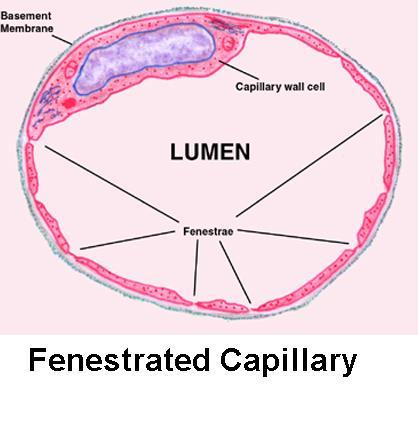 Az agyi erek endotheliuma Endothelium: