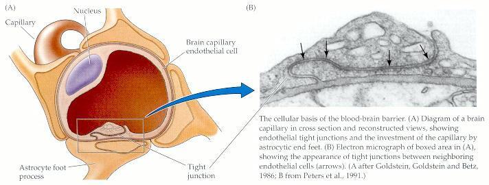 Az agyi erek endotheliuma Endothelium: Tight junction-ok nincs paracelluláris