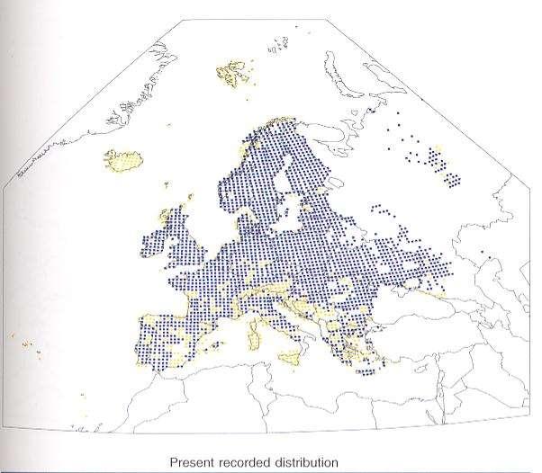 1990 Jelentős változást jósolnak a partifecske eloszlásában Európában A klíma modellek