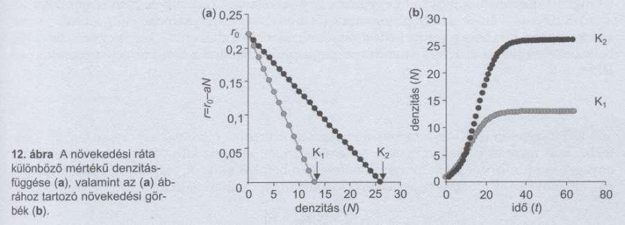 Logisztikus modell dn K-N ----- = r 0 *N * ----------- K=r 0 /a dt K Minél erősebb a denzitás függése a
