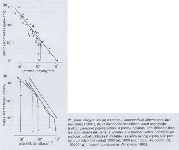 Növények: öngyérülés/önritkulás A populációk egyensúlyi denzitásának növekedésével az egyes növényegyedek