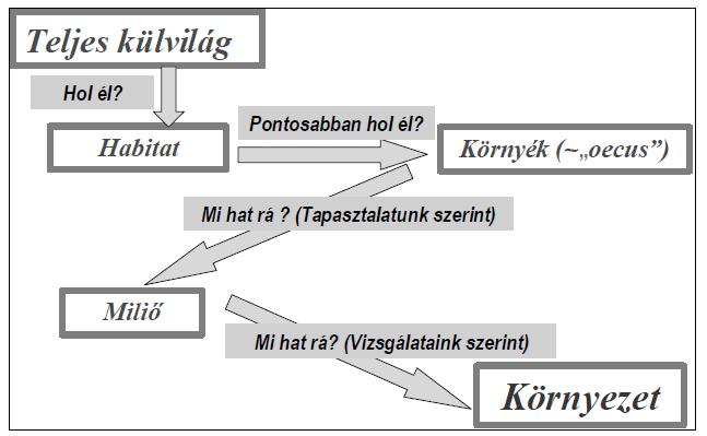 Az ökológiai környezet szukcesszív