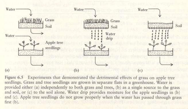 Más élőlényekkel való kapcsolat szerepe Allelopátia fű-almafa, alma-barack,