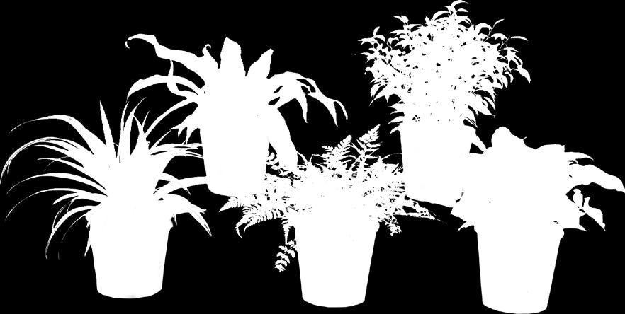 Orchidea* 1599