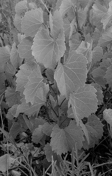 Vitis