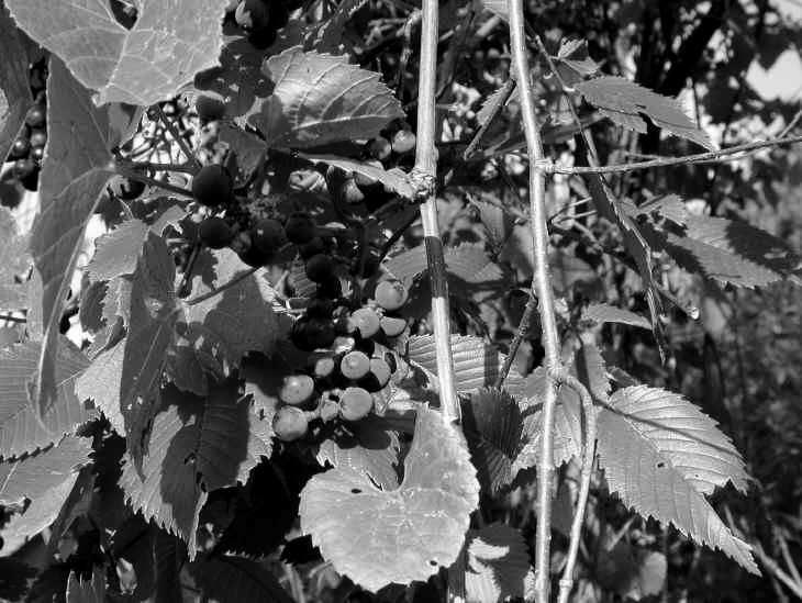 Vitis vinifera