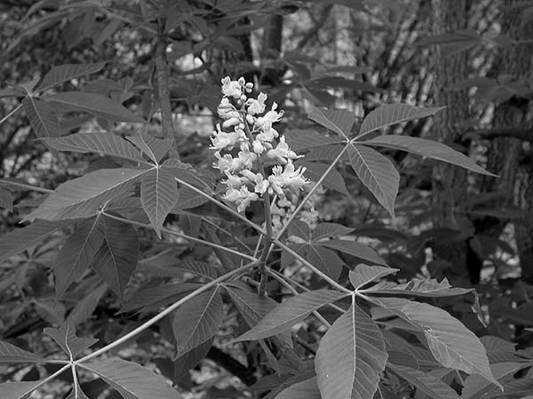 Aesculus flava