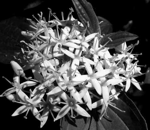 + Cornus sanguinea