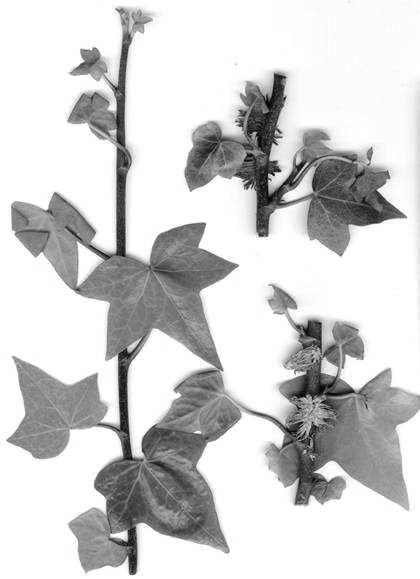 Hedera