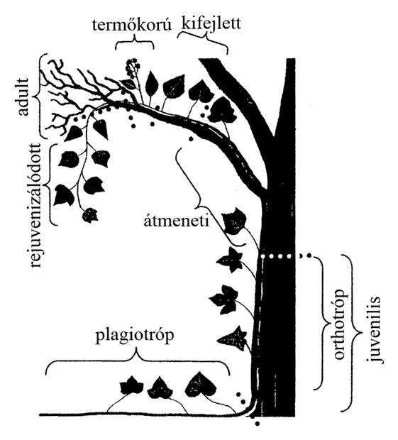 A Hedera helix