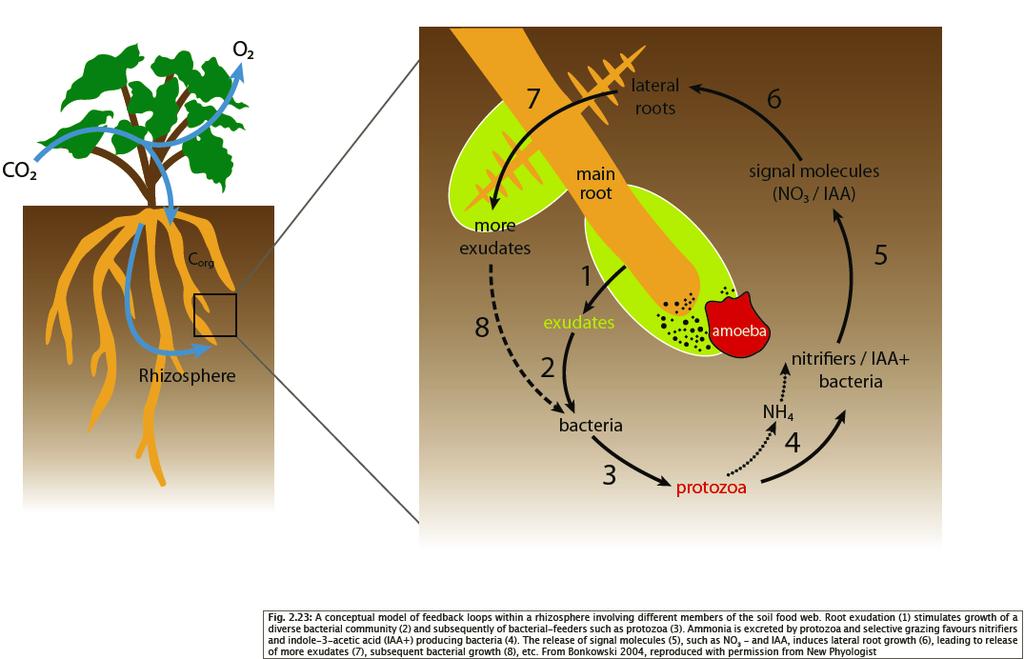 S. Jeffery et al.(eds.), 2010, European Atlas of Soil Biodiversity.