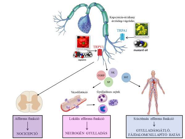 1. ábra: Kapszaicin-érzékeny érzőideg-végződések hármas funkciója. CGRP: kalcitonin gén-rokon peptid, SP: P-anyag, NK: neurokinin A, SST: szomatosztatin IV.3.