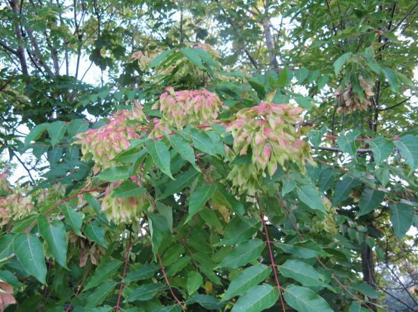 2. sz. kép: Bálványfa (Ailanthus altissima) (http://www.orszagalbum.hu/balvanyfa_p_48269) A bálványfa (Ailanthus) a szappanfavirágúak rendjébe tartozó bálványfafélék családjának egy nemzetsége.