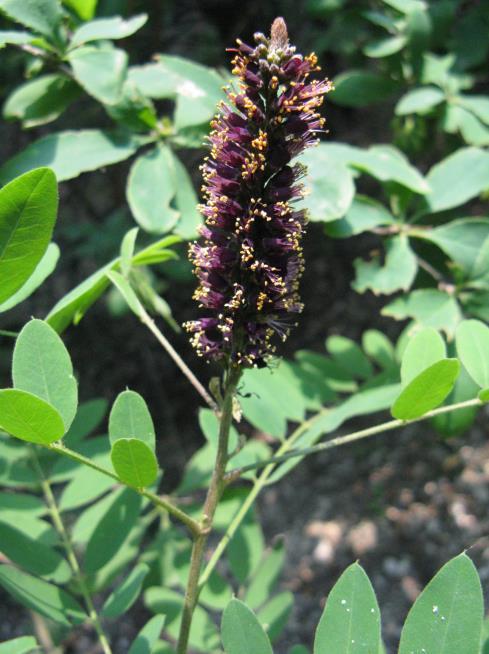 3. sz. kép: Gyalogakác (Amorpha fruticosa) (http://www.orszagalbum.hu/kep.php?
