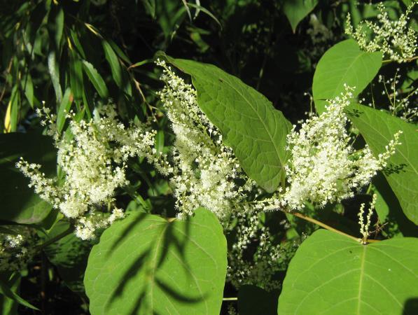 5. sz. kép: Japánkeserűfű-fajok (Reynoutria spp.) (http://www.orszagalbum.hu/kep.php?
