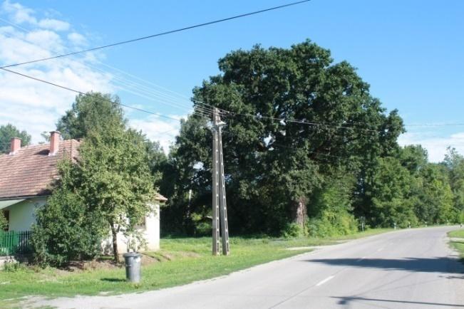 gömbakácok), melyek jól illeszkednek a hagyományos utcaképbe.