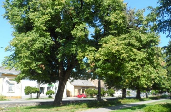 (Tilia sp.