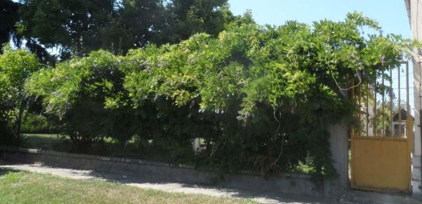 gyepfelületen