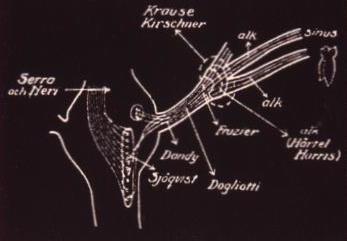 TRIGEMINUS NEURALGIA IDEGSEBÉSZETI KEZELÉSE OLOF SJÖQUIST: TRIGEMINAL NEURALGIA.