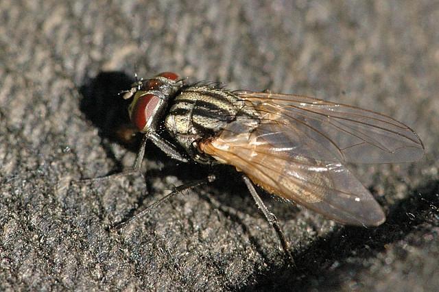 II. A házilégy (Musca domestica) (8 pont) Forrás: Wikipédia A házilégy a sarkvidékek legtávolabbi pontjain kívül a világon mindenhol honos. A kiirtására irányuló kísérletek nem jártak eredménnyel.
