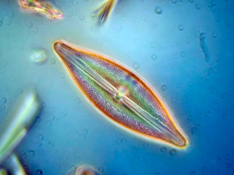 VII. Fitoplankton adatsor alapján történő vízminősítés módszertana 6 http://www.
