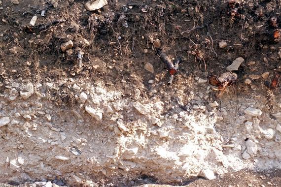 7.4. kép: Kemény alapkőzeten kialakult vékony talaj 7.5. kép: Löszön kialakult vastag paleotalaj A kőzet minősége pedig a talajképződési folyamatok irányára hat.
