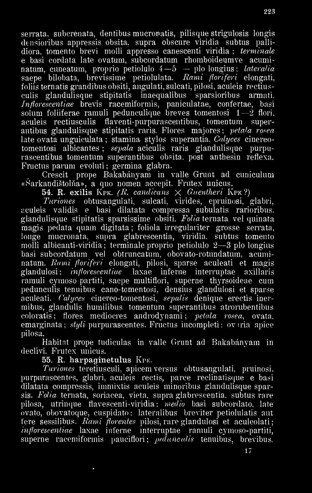 plolongius lateralia - saepe bilobata, brevissime petiolulata.