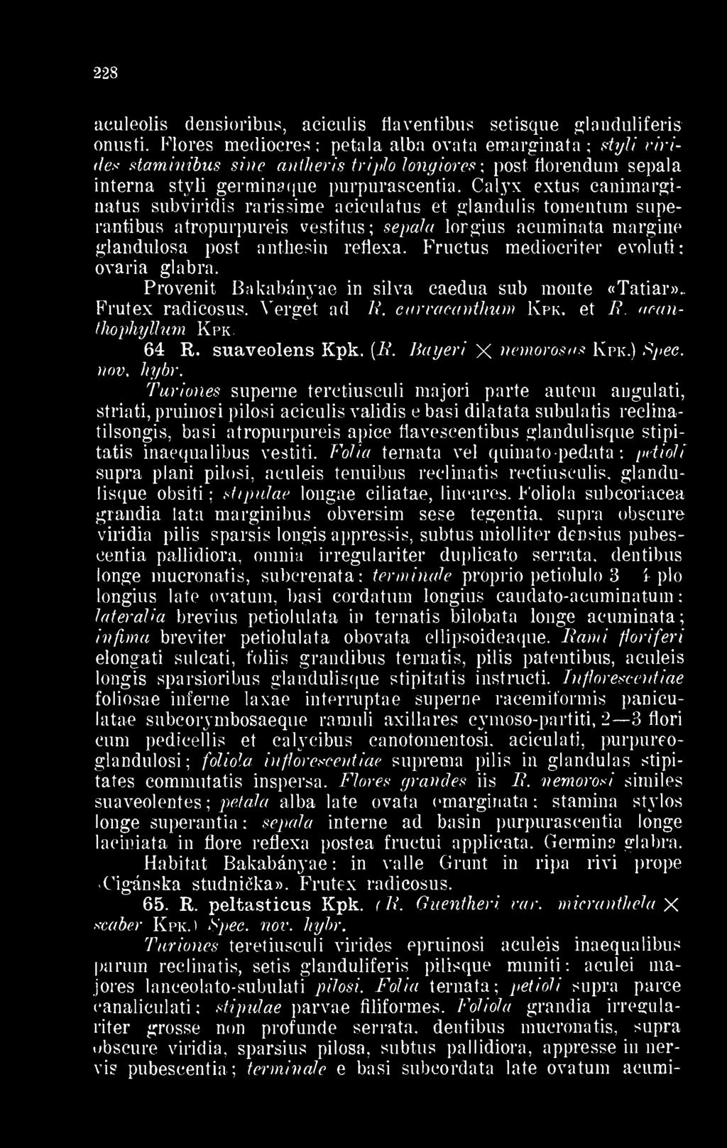Calyx extus canimarginatus subviridis rarissime acieulatus et glandulis tomentum superantibus atropurpureis vestitus sepala lorgius acuminata margine glandulosa post anthesin reflexa.