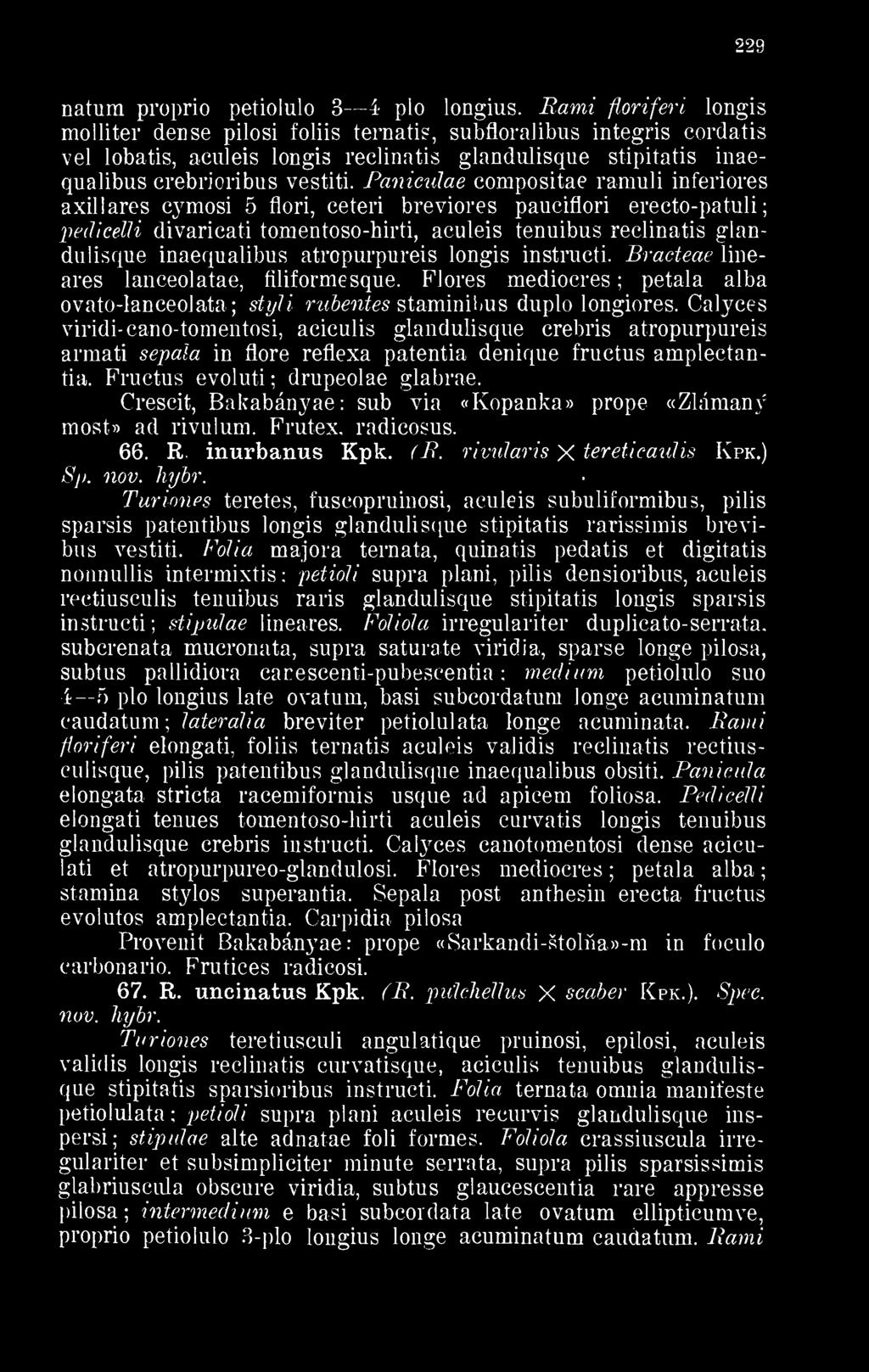 Paniculae compositae ramiili inferiores axillares cymosi 5 flori, ceteri breviores paueiflori erecto-patuli pedieelli divaricati tomentoso-hirti, aculeis tenuibus reclinatis glandulisque inaequalibus