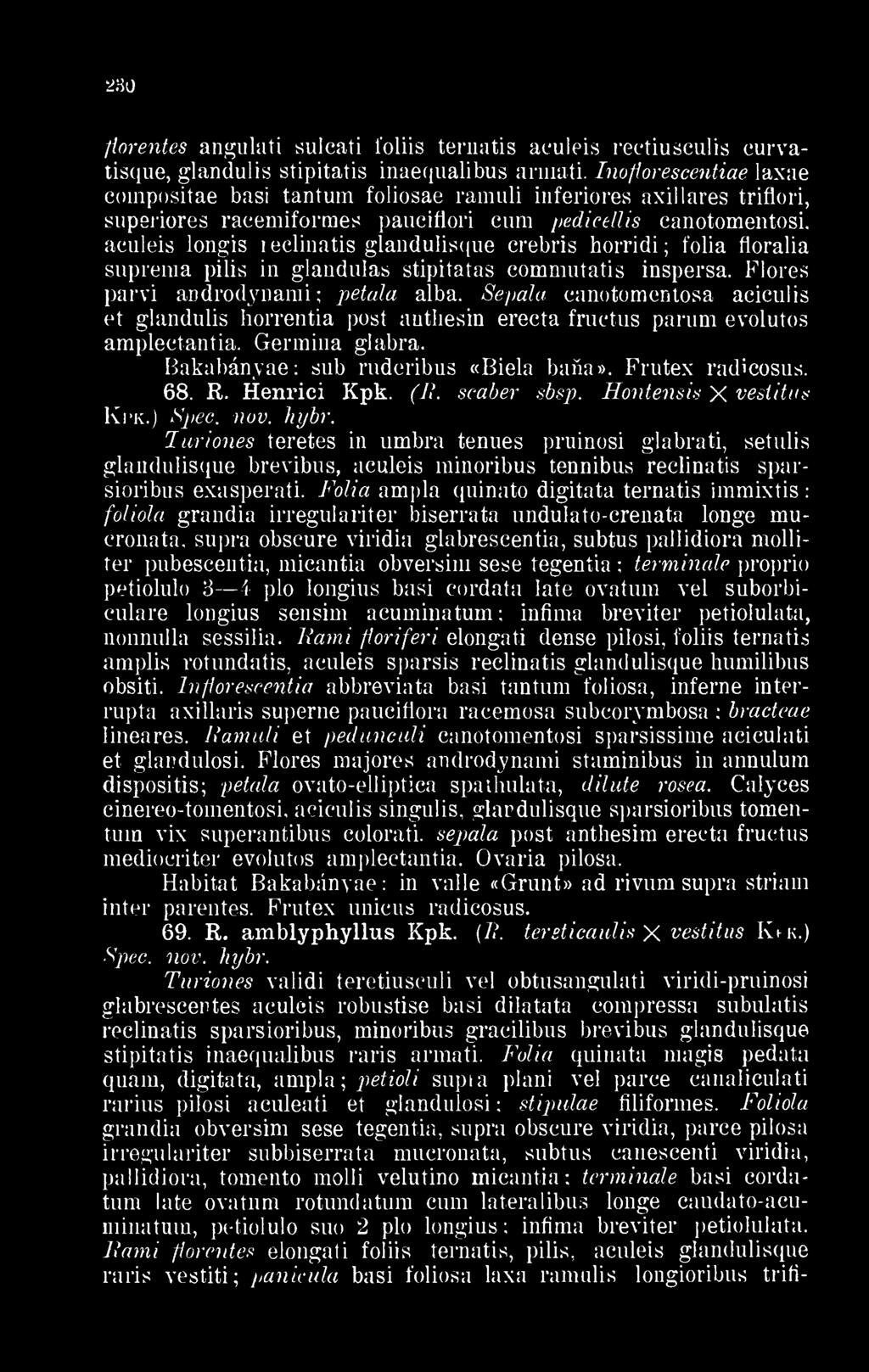 Inoflorescentiae laxae coinpositae basi tantum í oliosae ramuli inferiores axillares triflori, supsriores racemiformes pauciflori cum pedicellis canotomentosi.