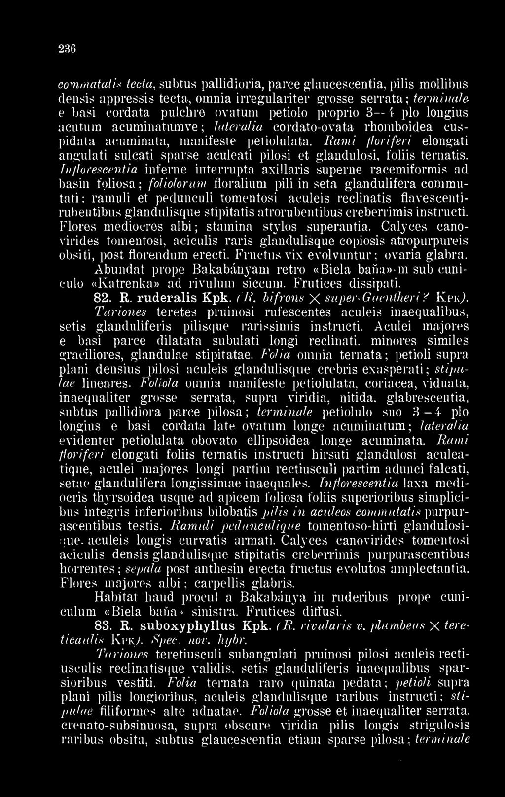 e basi cordata pulchre ovatum petiolo proprio 3 4 plo longius acutura acuminatumve lateralia cordato-ovata rhomboidea euspidata acuminata, manifeste petiolulata.