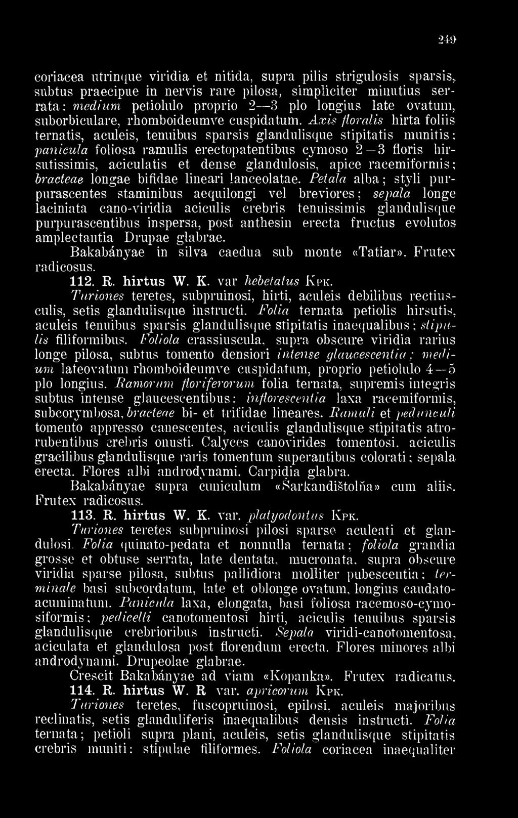 suborbiculare, rhomboideumve cuspidatum.