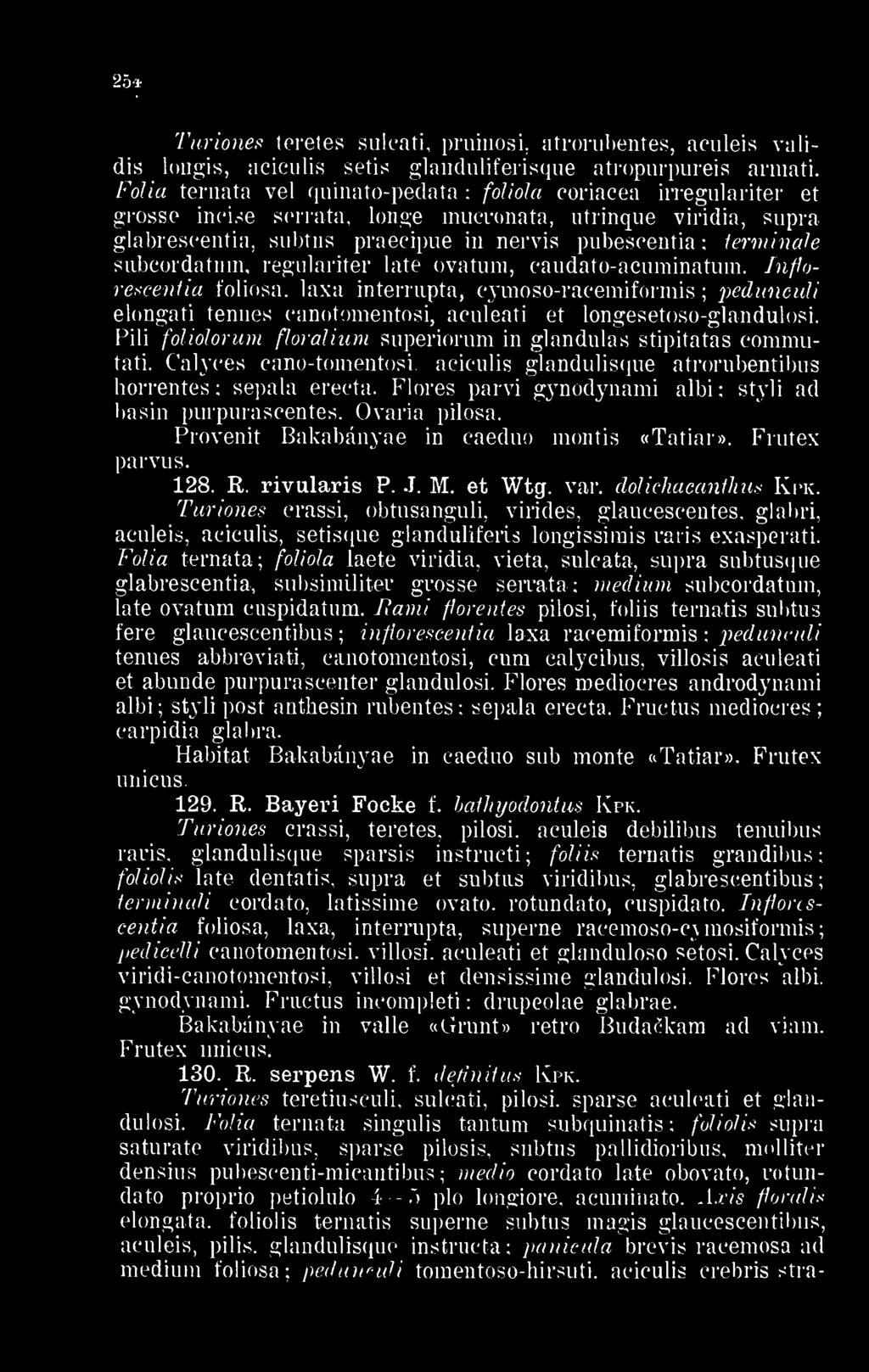 Fólia ternata vei quinato-pedata foliola coriacea irregulariter et grosse incise serrata, lenge mucronata, utrinque viridia, supra glabrescentia, subtus praecipue in nervis pubescentia terminálé