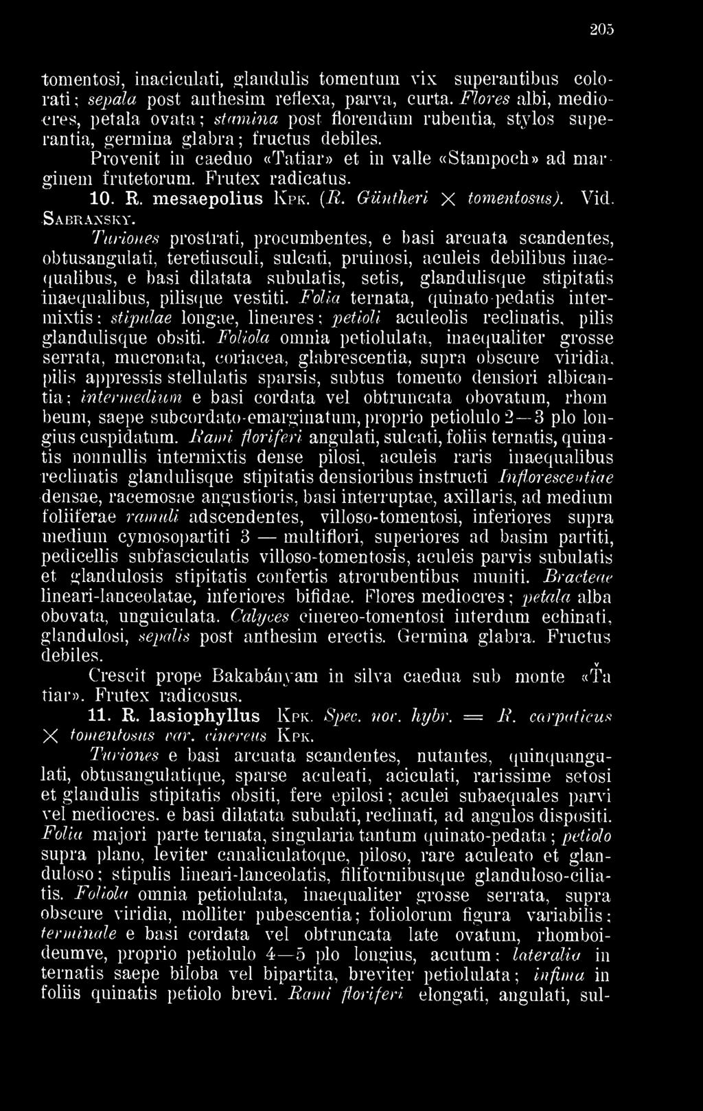 Frutex radicatus. 10. R. mesaepolius Kpk. ( R. Güntheri X tomentosus). Vid. Sabraxsky.