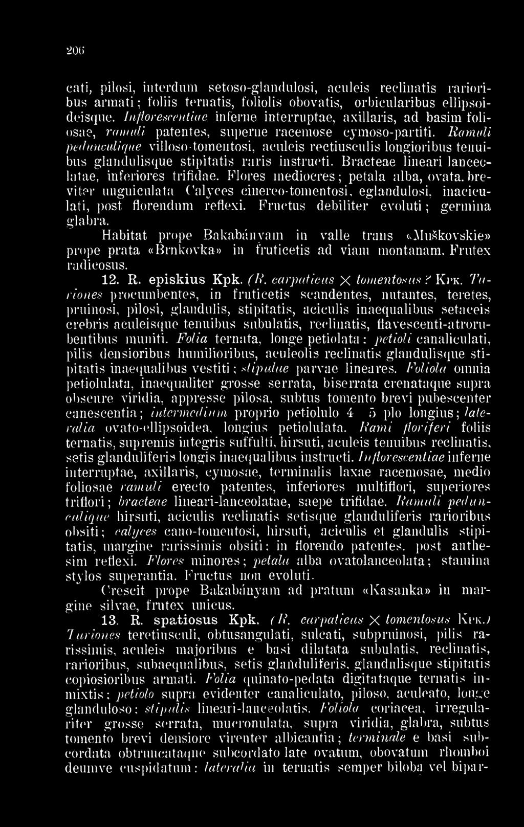 Inflorescentiae inferne ioterruptae, axillaris, ad basim foliosae, ramuli patentes, sii])erne racemose cymoso-partiti.