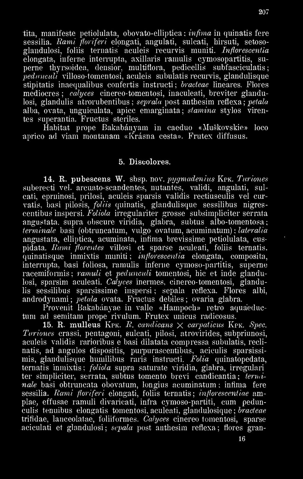 Infiorescentia elongata, in férné interrupta, axillaris ramulis cymosopartitis, superne thyrsoidea, densior, multiflora, pedicellis subfasciculatis pedunculi villoso-tomentosi, aculeis subulatis