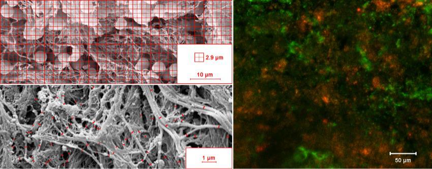 1. ábra: A thrombusok összetételének mikroszkópos analízise Immunfluoreszcencia a vérlemezkék vizualizálására Az élőben kialakult thrombusok immunfluoreszcens vizsgálata előtt, a módszer beállítása