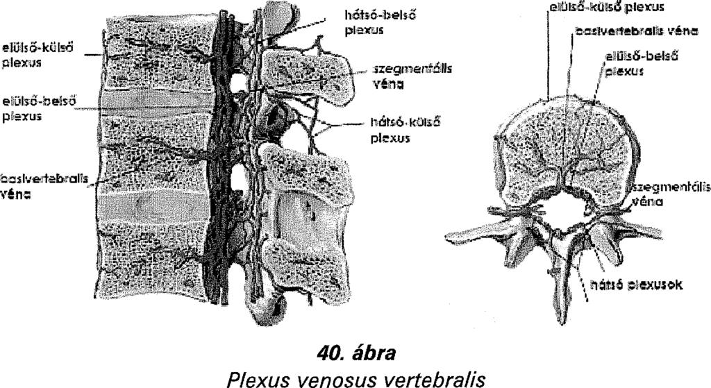 A hátsó-belső hálózat két hosszanti lefutású vénából áll, melyek a dorzális epidurális térben helyezkednek el a gerinccsatorna két oldalán.