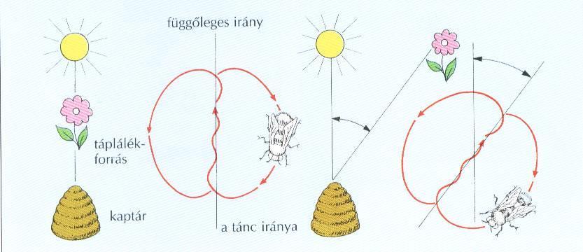 Referenciális/érzelmi?