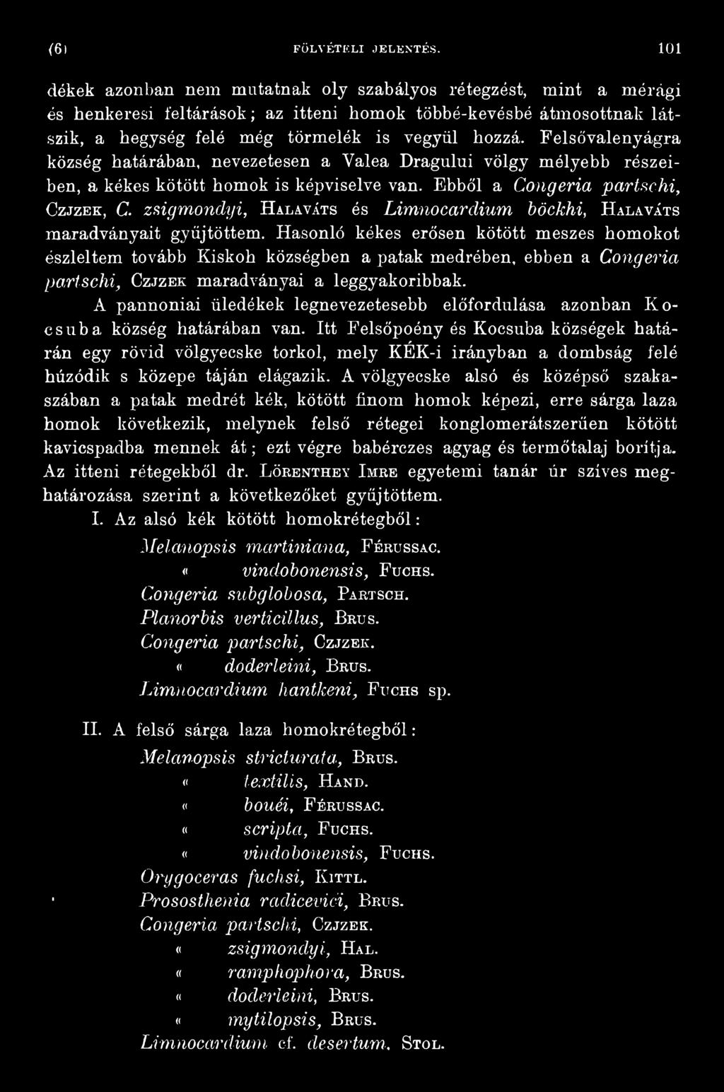 Hasonló kékes erősen kötött meszes homokot észleltem tovább Kiskoh községben a patak medrében, ebben a Congeria partschi, Czjzek maradványai a leggyakoribbak.