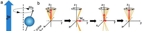 Az FT-NMR alapját a pulzus-szekvenciák képezik. a spinek Larmor-frekvenciáját és fázisát, illetve gerjesztési állapotát. 90 impulzus: párosítatlan spinek ½ -ér gerjessze.