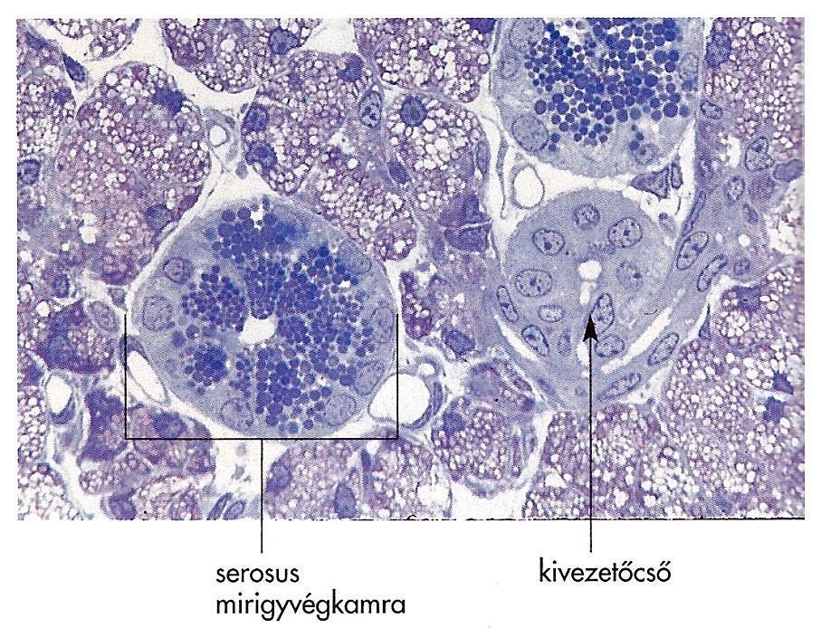Mirigy mirigysejt mirigyhám Mirigy: szövettani értelmezésben lehet egyetlen sejt (egysejtű