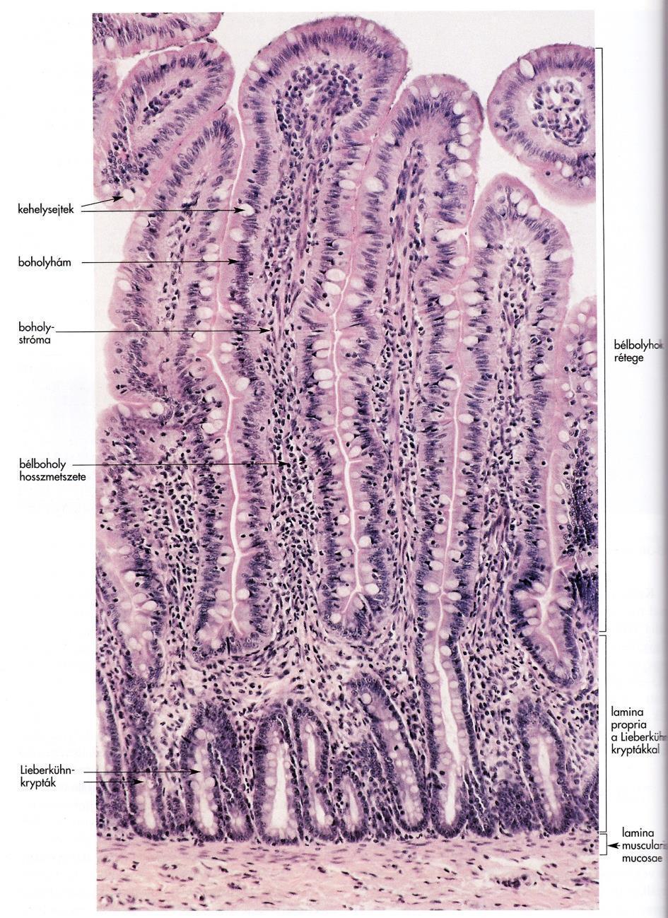 Endoepithelialis mirigyek Kehelysejt Egysejtű