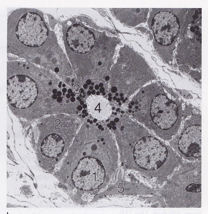 1/3-a basophil (Sejtmag, DER, Golgi) Szűk lumenű végkamrák Kezdetben