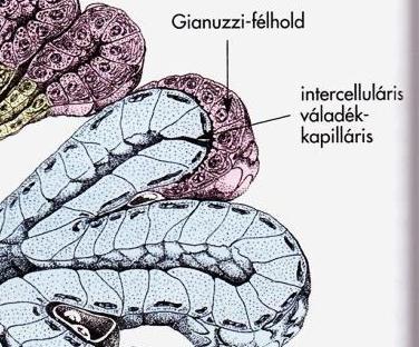 sapka: Gianuzzi-félhold v.