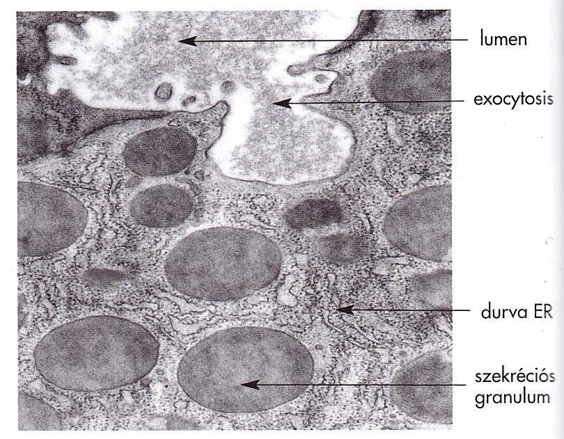granulum/vakuolum az apikális membránnal összeolvadva felnyílik, az anyag