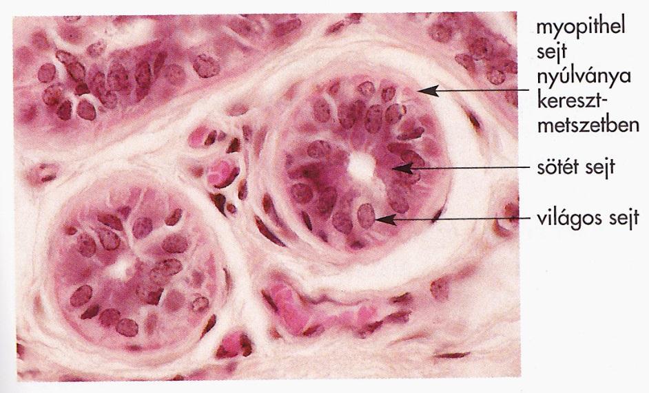 papilláris urothel sejtek szaporodása